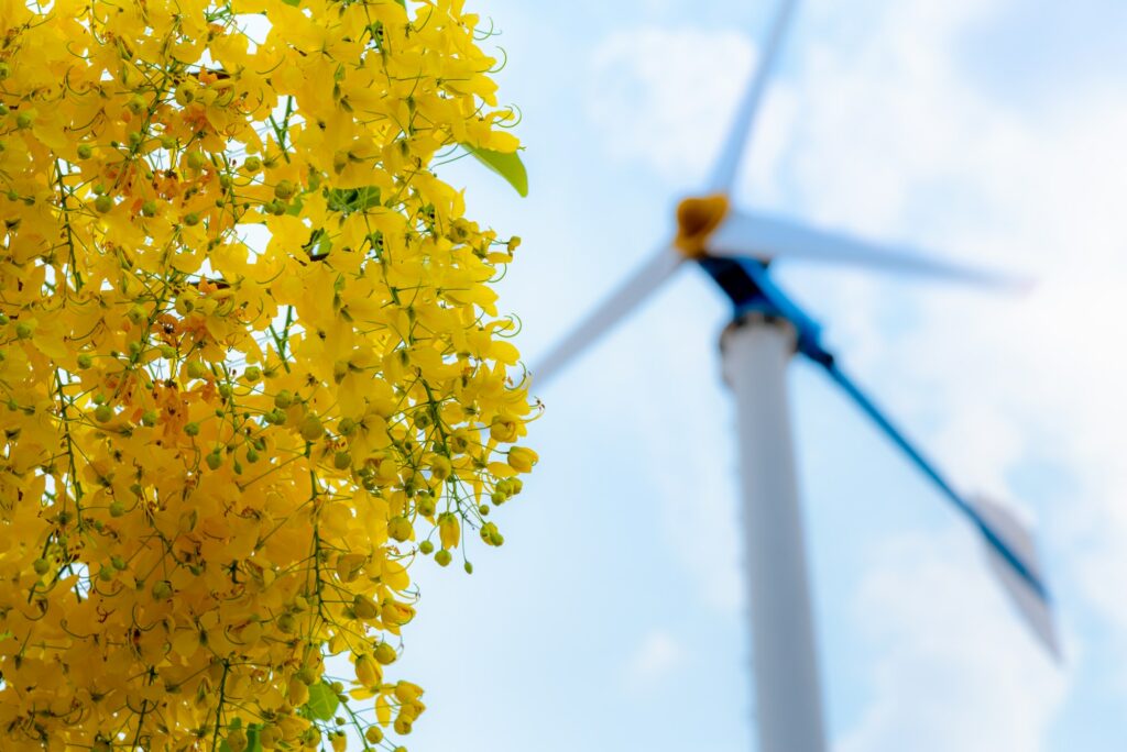 Clean energy concept from the wind in nature
